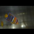 画像4: パッサーエンゼル±7cm (4)