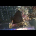 画像: ロングノーズブラックタン±6.7cm