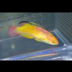 画像: ナハッキーフェアリーラス♂±8.5cm