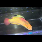 画像: ナハッキーフェアリーラス♂±8.5cm