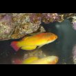 画像4: 超特価！ナハッキーフェアリーラス♂±9cm (4)