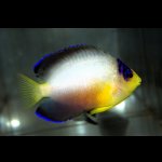 画像: マルチカラーエンゼル±7.5cm