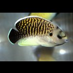 画像: タイガーエンゼル±7.5cm