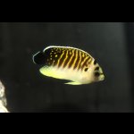 画像: 超々大特価タイガーエンゼル幼魚±5cm（２か月ストック中）