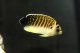 画像: 超々大特価タイガーエンゼル幼魚±5cm（２か月ストック中）