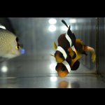 画像: Pairオマーンアネモネフィッシュ±6.5/5cm