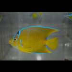 画像: タウンゼントエンゼル±9.5cm