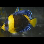 画像: スクリブルドエンゼル±9.5cm