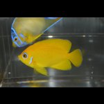 画像: レモンピール±7.5cm