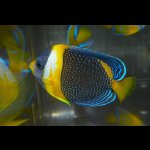 画像: スクリブルドエンゼル±8cm