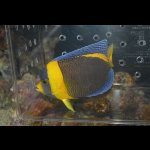 画像: スクリブルドエンゼル♀±17.5cm