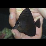 画像: ロングノーズブラックタン±7cm