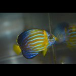 画像: 台湾産Blue Line angel±5cm