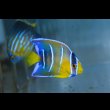 画像5: クイーンエンゼル±5cm (5)