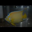画像2: クイーンエンゼル±14.5cm (2)