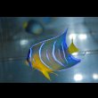 画像2: クイーンエンゼル±6.5cm (2)