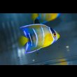 画像3: クイーンエンゼル±5cm (3)