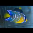画像1: クイーンエンゼル±6.5cm (1)