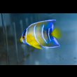 画像2: クイーンエンゼル±5cm (2)