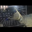 画像6: フレンチエンゼル±17.5cm (6)