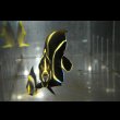 画像4: ベリーズ産フレンチエンゼル±7cm (4)