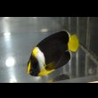 画像4: パソニファエンゼル±6.5cm (4)
