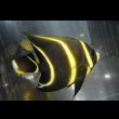 画像5: ベリーズ産フレンチエンゼル±8cm (5)