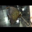 画像2: ベリーズ産フレンチエンゼル±22cm (2)