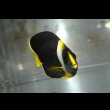 画像1: パソニファエンゼル±6.5cm (1)