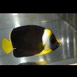 画像3: パソニファエンゼル±6.5cm (3)