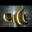 画像2: ベリーズ産フレンチエンゼル±8cm (2)