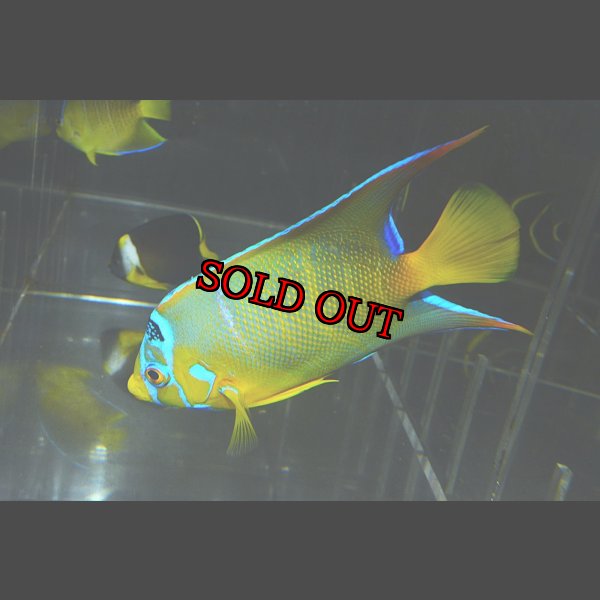 画像6: ベリーズ産クイーンエンゼル±12.5cm (6)