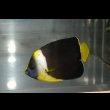 画像2: パソニファエンゼル±6.5cm (2)