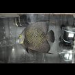 画像7: ベリーズ産フレンチエンゼル±22cm (7)