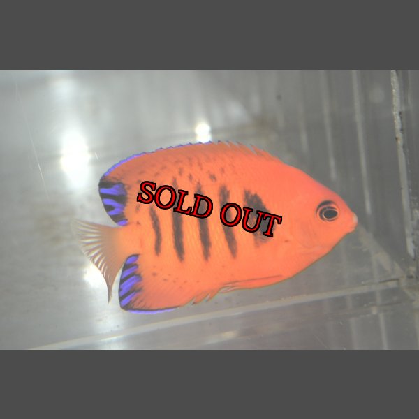 画像4: クリスマスフレーム±7cm (4)