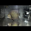画像3: ベリーズ産フレンチエンゼル±22cm (3)