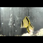 画像: 超特価！マルセラバタフライ±5〜6cm