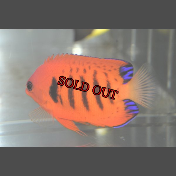 画像3: クリスマスフレーム±7cm (3)