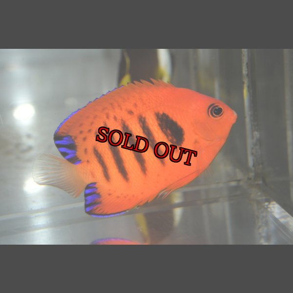 画像2: クリスマスフレーム±7cm (2)