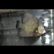 画像4: ベリーズ産フレンチエンゼル±22cm (4)