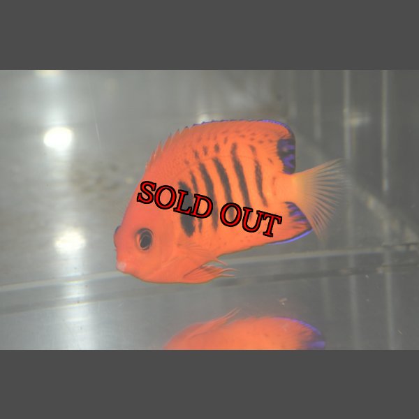 画像1: クリスマスフレーム±7cm (1)