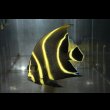 画像4: ベリーズ産フレンチエンゼル±8cm (4)
