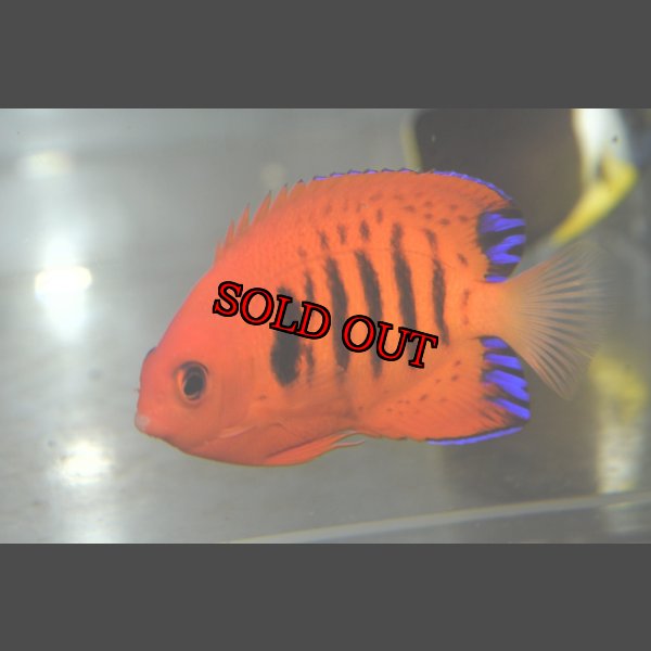 画像5: クリスマスフレーム±7cm (5)