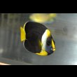 画像5: パソニファエンゼル±6.5cm (5)