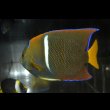 画像4: パッサーエンゼル±13cm (4)
