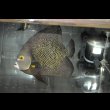 画像5: ベリーズ産フレンチエンゼル±22cm (5)