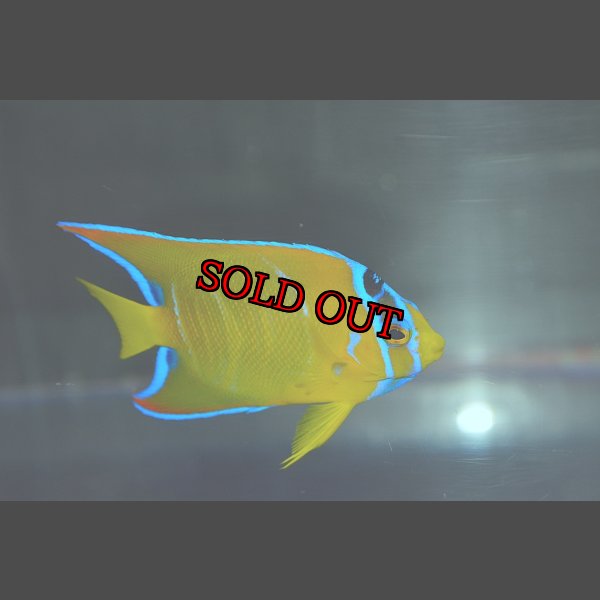 画像3: クイーンエンゼル±9cm (3)