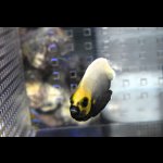 画像: コンスピキュアスエンゼル±6cm