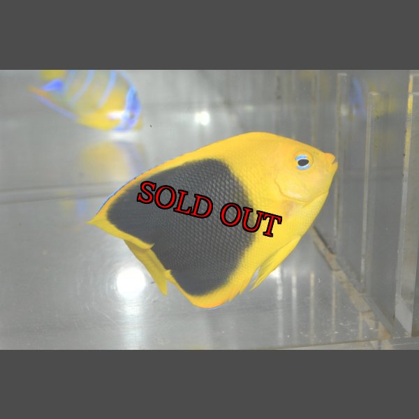 画像3: ロックビューティー±7cm (3)