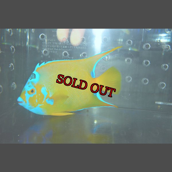 画像4: クイーンエンゼル±14.5cm (4)